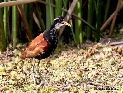 JACANA (Jacana jacana) - (Inmaduro) Bañadito Santiago Vazquez-MONTEVIDEO (Agosto 2012)
