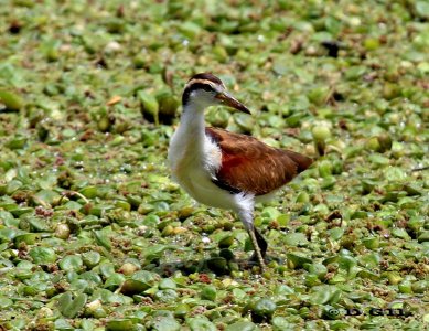 JACANA (Jacana jacana) - (Juvenil)Lago del Parque Lecocq-MONTEVIDEO (Noviembre 2011)