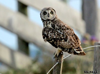 LECHUZÓN DE CAMPO (Asio flammeus) - Camino en Ombúes de Lavalle - COLONIA (Octubre 2009)