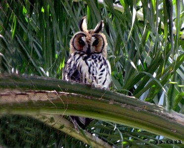 LECHUZÓN OREJUDO (Asio clamator) - Jardin  Botánico-MONTEVIDEO (Octubre 2010)