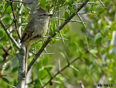 COLUDITO COPETÓN (Leptasthenura platensis) - Monte en Las Brujas-CANELONES (Mayo 2013)