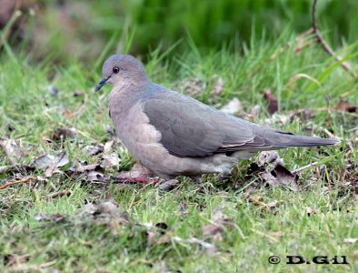 PALOMA MONTARÁZ COMÚN (Leptotila verreauxi) - Jardin Botánico-MONTEVIDEO (Agosto 2011)