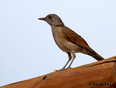 SABIA MISIONERO (Turdus leucomelas) - Reserva Imbassaí-Bahía-BRASIL (Abril 2012)