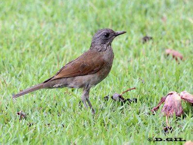 SABIA MISIONERO (Turdus leucomelas) - Praia do Forte-Bahía-BRASIL (Abril 2012)