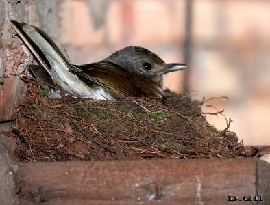SABIA MISIONERO (Turdus leucomelas) - (Nido) Puerto Iguazú-(Misiones)-ARGENTINA (Setiembre 2013)