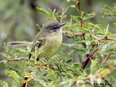 LIGERITO (Phylloscartes ventralis) - Esteros de Farrapos-RÍO NEGRO (Abril 2012)