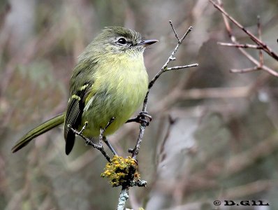 LIGERITO (Phylloscartes ventralis) - Esteros de Farrapos-RÍO NEGRO (Abril 2012)