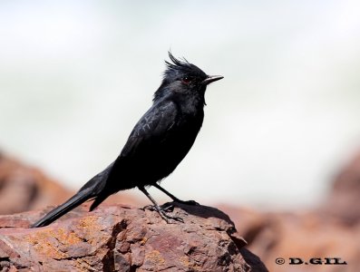 VIUDITA NEGRA COPETONA (Knipolegus lophotes) - Punta Ballena-MALDONADO (Febrero 2012)  