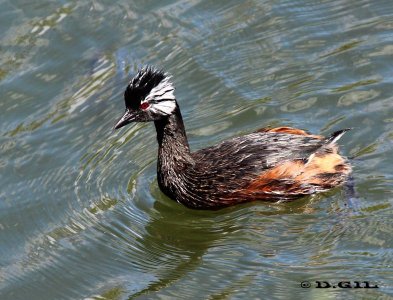 MACÁ COMÚN (Rollandia rolland) - Lago en Parque Miramar-CANELONES (Diciembre 2011)