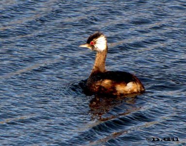 MACÁ COMÚN (Rollandia rolland) - Laguna sobre Río de la Plata - COLONIA
