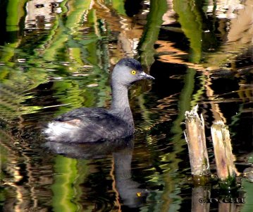 MACÁ GRIS (Tachybaptus dominicus) - Lago del Parque Rivera - MONTEVIDEO (Noviembre 2009)
