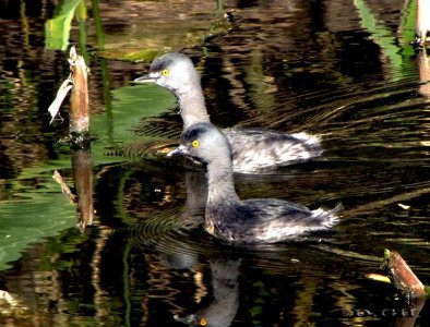MACÁ GRIS (Tachybaptus dominicus) -  
Pareja) Lago del Parque Rivera - MONTEVIDEO (Octubre 2009)
 