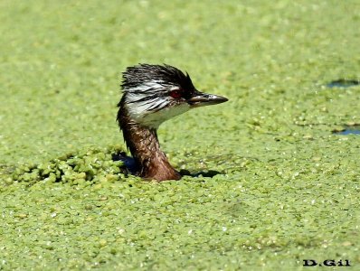 MACÁ COMÚN (Rollandia rolland)  - Bañadito en Rincón de Melilla - MONTEVIDEO (Noviembre 2011)