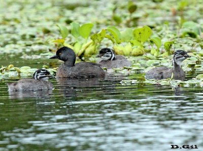 MACÁ GRIS (Tachybaptus dominicus) - Laguna en Parque Miramar-CANELONES (Enero 2014)
