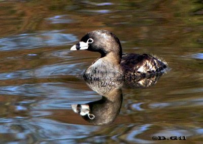 MACÁ PICO GRUESO (Podilymbus podiceps) - Costa sobre Rambla de MONTEVIDEO (Setiembre 2009)