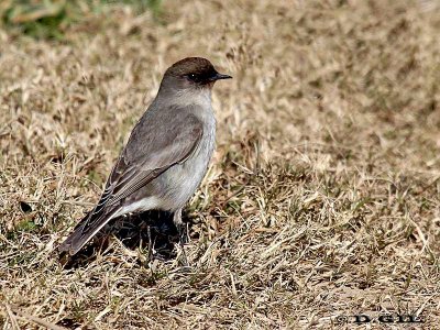DORMILONA CARA NEGRA (Muscisaxicola macloviana) - Costa en la Estacada-MONTEVIDEO (Mayo 2012)