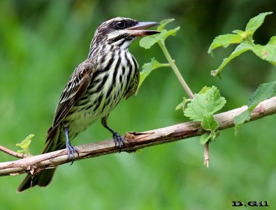 BENTEVEO RAYADO (Myiodynastes maculatus) - Jardin Botánico-MONTEVIDEO (Diciembre 2012)