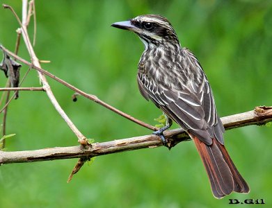 BENTEVEO RAYADO (Myiodynastes maculatus) - Jardin Botánico-MONTEVIDEO (Diciembre 2012)