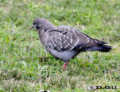 PALOMA ALA MANCHADA (Patagioenas maculosa) - (Pichon) Parque Lecocq-MONTEVIDEO (Octubre 2011)