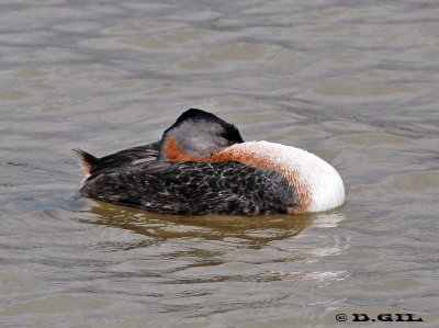 MACÁ GRANDE (Podicephorus major) - Costa en la Estacada-MONTEVIDEO (Noviembre 2011)