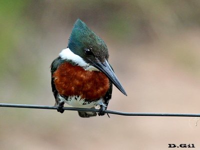 MARTÍN PESCADOR CHICO (Chloroceryle americana) - Cañada en Rincón de Melilla-MONTEVIDEO (Diciembre 2012)