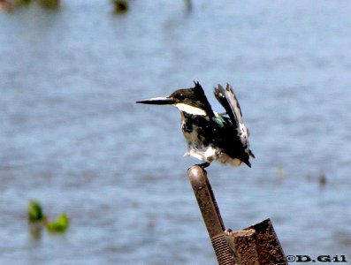 MARTÍN PESCADOR CHICO (Chloroceryle americana) - Bañadito en Estancia la Palma- ARTIGAS (Noviembre 2010)