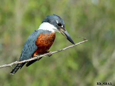 MARTÍN PESCADOR GRANDE (Megaceryle torquata) - (Macho) Villa Soriano-SORIANO (Diciembre 2013)