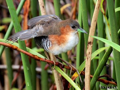 BURRITO PATAS VERDES (Laterallus melanophaius) - Laguna Del Diario-MALDONADO (Febrero 2013)