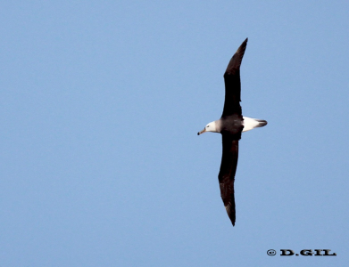 ALBATROS CEJA NEGRA (Thalassarche melanophris) - Punta Brava-MONTEVIDEO (Julio 2012)  