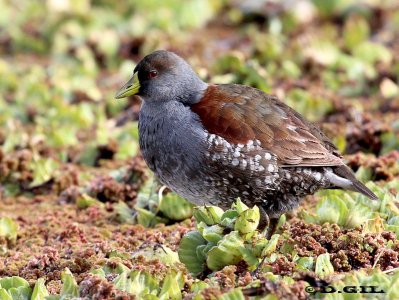 POLLA PINTADA (Gallinula melanops) - Bañadito en rambla de COLONIA (Julio 2012)