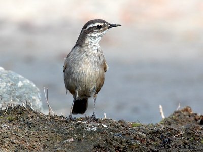 REMOLINERA (Cinclodes fuscus) - Rocas en La Estacada-MONTEVIDEO (Mayo 2012)