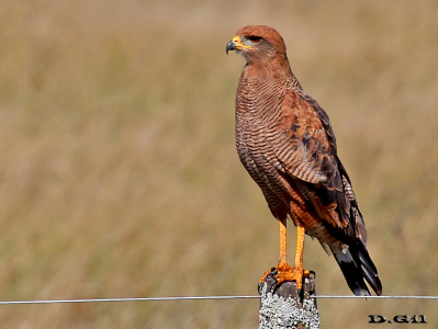 AGUILA COLORADA (Buteogallus meridionalis) -  Ruta 11-Entre R&iacute;os - ARGENTINA (Marzo 2013)