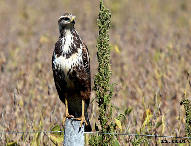 AGUILA COLORADA (Buteogallus meridionalis) - (Juvenil) Ruta 11-Entre R&iacute;os - ARGENTINA (Marzo 2013)