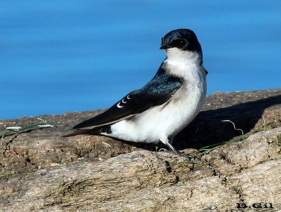 GOLONDRINA PATAGÓNICA (Tachycineta leucopyga) - Playa Penino-SAN JOSE (Junio 2013)