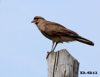 CHIMANGO (Milvago chimango) - Punta Espinillo-MONTEVIDEO (Setiembre 2011)
