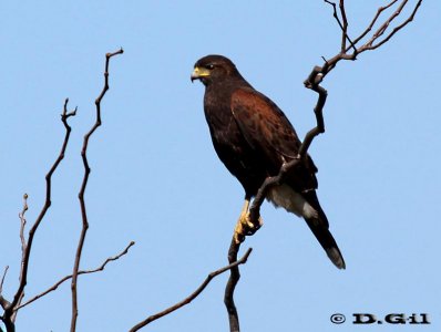 GAVILÁN MIXTO (Parabuteo unicinctus) - Humedales del Santa Lucía-MONTEVIDEO (Setiembre 2011)