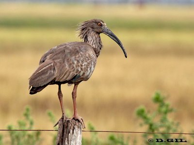 BANDURRIA MORA (Theristicus caerulescens) - Estero De Pelotas-ROCHA (Enero 2012)
