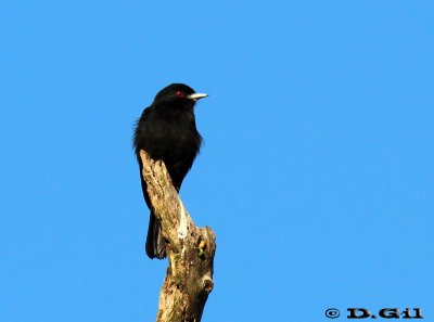 VIUDITA NEGRA COMÚN (Knipolegus cyanirostris) - (Macho) Paso Centurión-CERRO LARGO (Noviembre 2011)
