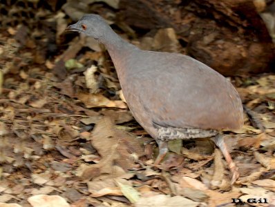 PERDIZ DE MONTE (Crypturellus obsoletus) - Foz de Iguazú - Paraná - BRASIL (Setiembre 2013)