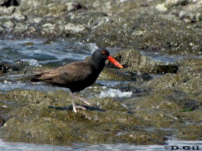 OSTRERO NEGRO (Haematopus ater)  - Peninsula de Punta del Este- MALDONADO (Febrero 2011)