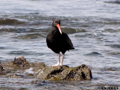 OSTRERO NEGRO (Haematopus ater)  - Peninsula de Punta del Este- MALDONADO (Febrero 2011)