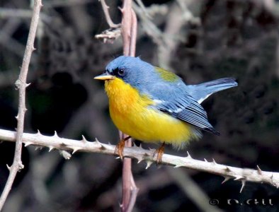 PITIAYUMÍ (Setophaga pitiayumi) - Rincon de Melilla- MONTEVIDEO (Setiembre 2011)
