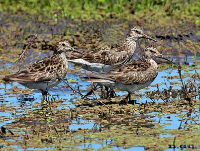 PLAYERITO PECHO GRIS (Calidris melanotos) - Bañadito en Rincón de Melilla-MONTEVIDEO (Octubre 2013)