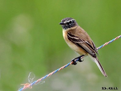 TACHURÍ CANELA (Polystictus pectoralis) - (Macho) Campo en El Tigre-SAN JOSE (Octubre 2012)