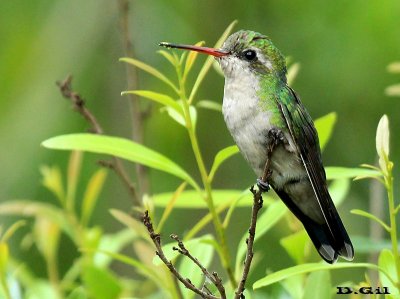 PICAFLOR VERDE (Chlorostilbon lucidus) - (Hembra) Laguna Del Diario - MALDONADO (Octubre 2012)