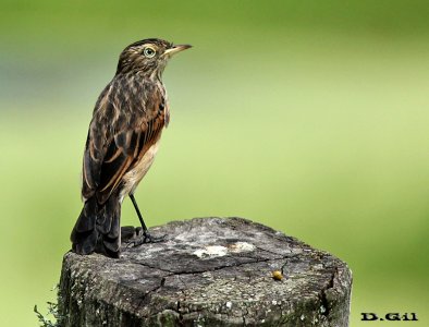 PICO DE PLATA (Hymenops perpicillatus) - (Hembra) Bañadito en Rincón de Melilla - MONTEVIDEO (Noviembre 2011)