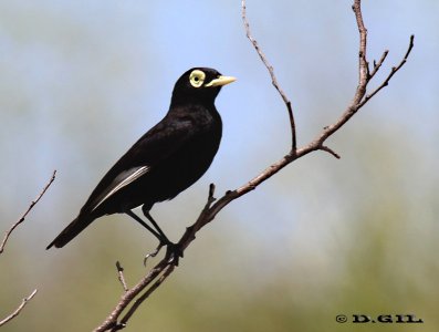 PICO DE PLATA (Hymenops perpicillatus) - Humedales del Santa Lucía-MONTEVIDEO (Julio 2011)