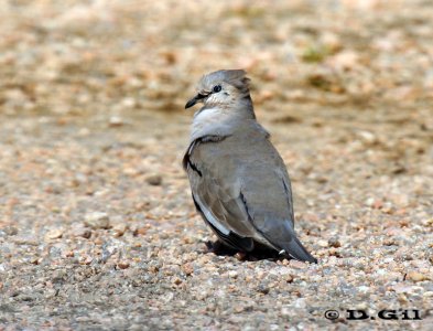 TORCACITA COMÚN (Columbina picui) - Campo en Progreso CANELONES  (Setiembre 2011)