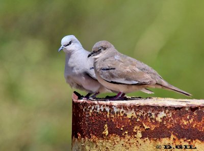 TORCACITA COMÚN (Columbina picui) - (Pareja) El Colorado-CANELONES (Enero 2012)