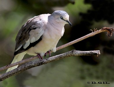 TORCACITA COMÚN (Columbina picui) - (Macho) Jardin Botánico-MONTEVIDEO (Marzo 2012)